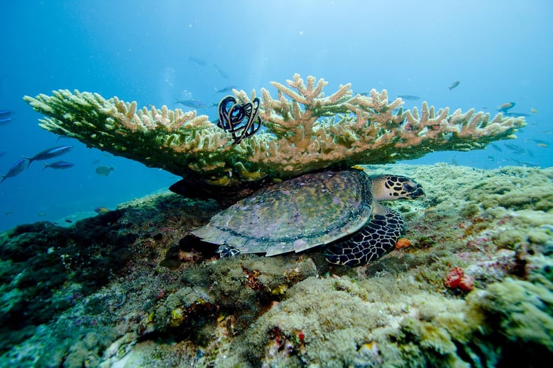 Underwater Resorts